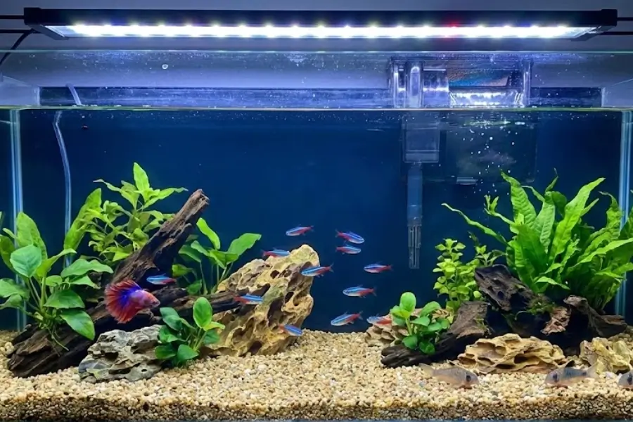 The Ultimate Guide to Setting Up a Beginner Aquarium